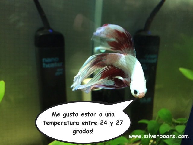 Temperatura Adecuada Pez Betta