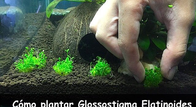 Cómo plantar Glossostigma Elatinoides en un Acuario