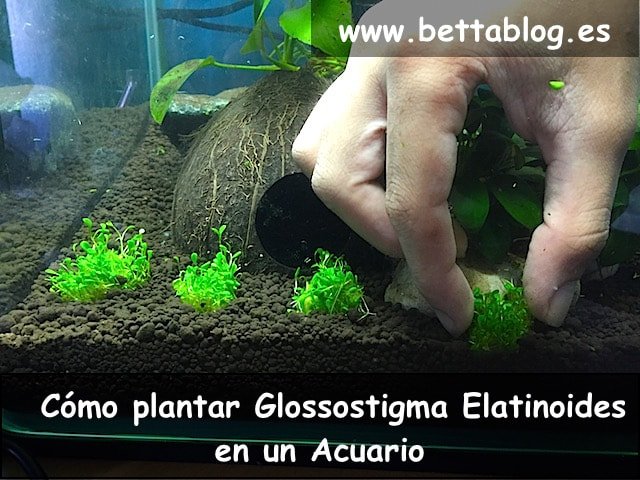 Plantar Glossostigma Elatinoides