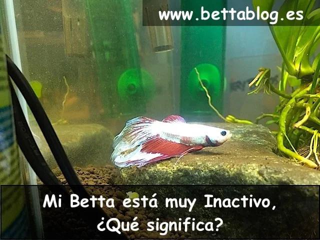 Betta Inactivo o Pasivo, no se mueve