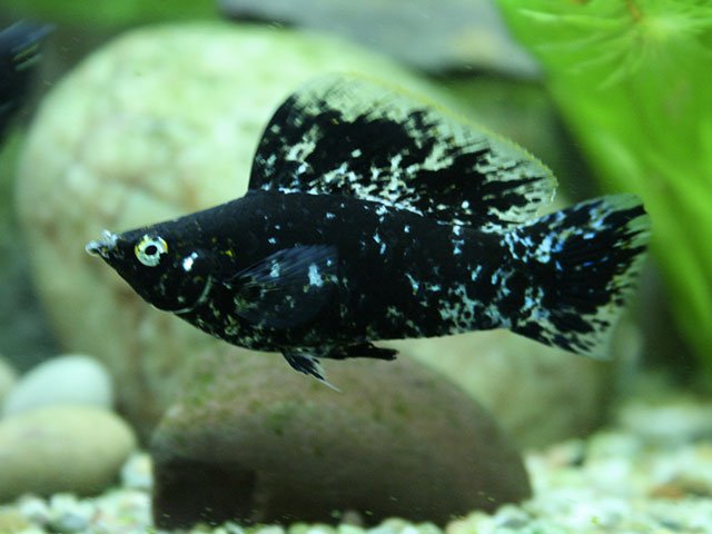 Peces Compatibles con el Betta