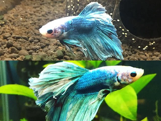 Betta Pierde o Cambia de Color